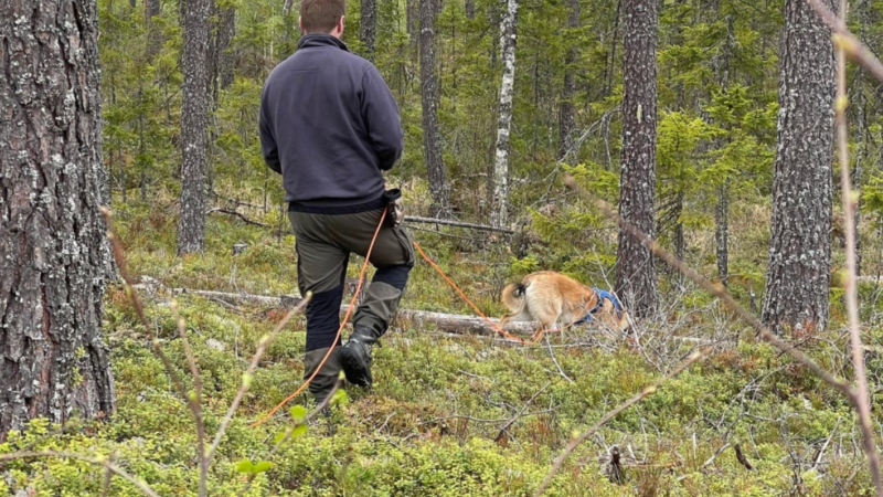 Viltspår privatträning