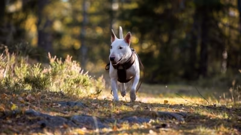 Avslappnad koppelpromenad