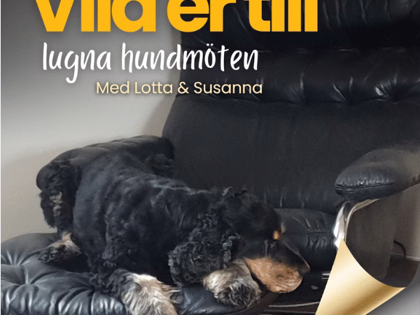 Webinar: Vila er till lugna hundmöten