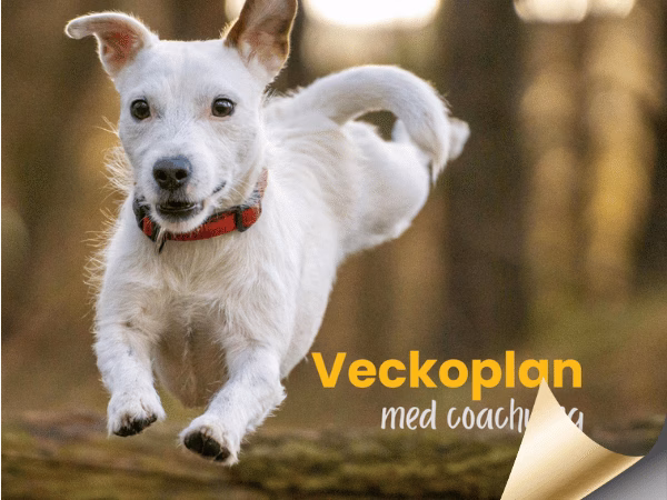 Veckoplan med coachning