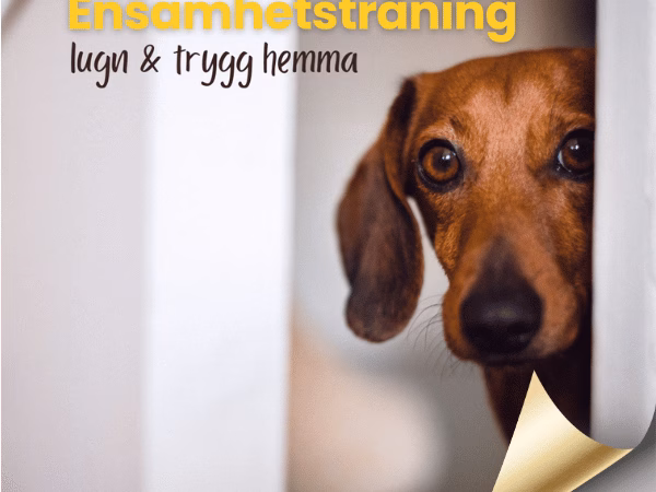Ensamhetsträning - lugn & trygg hemma