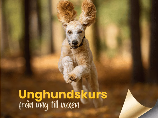 Unghundskurs