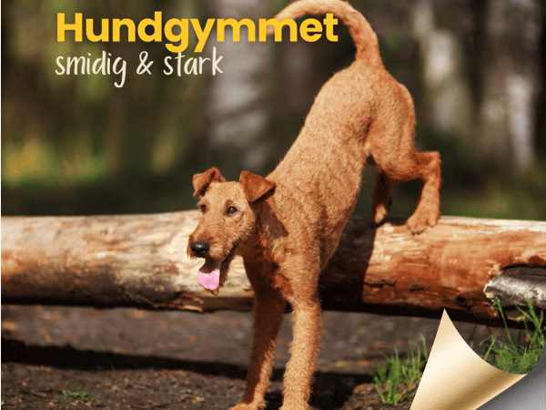 Hundgym