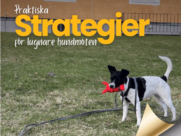 Strategier för lugnare hundmöten